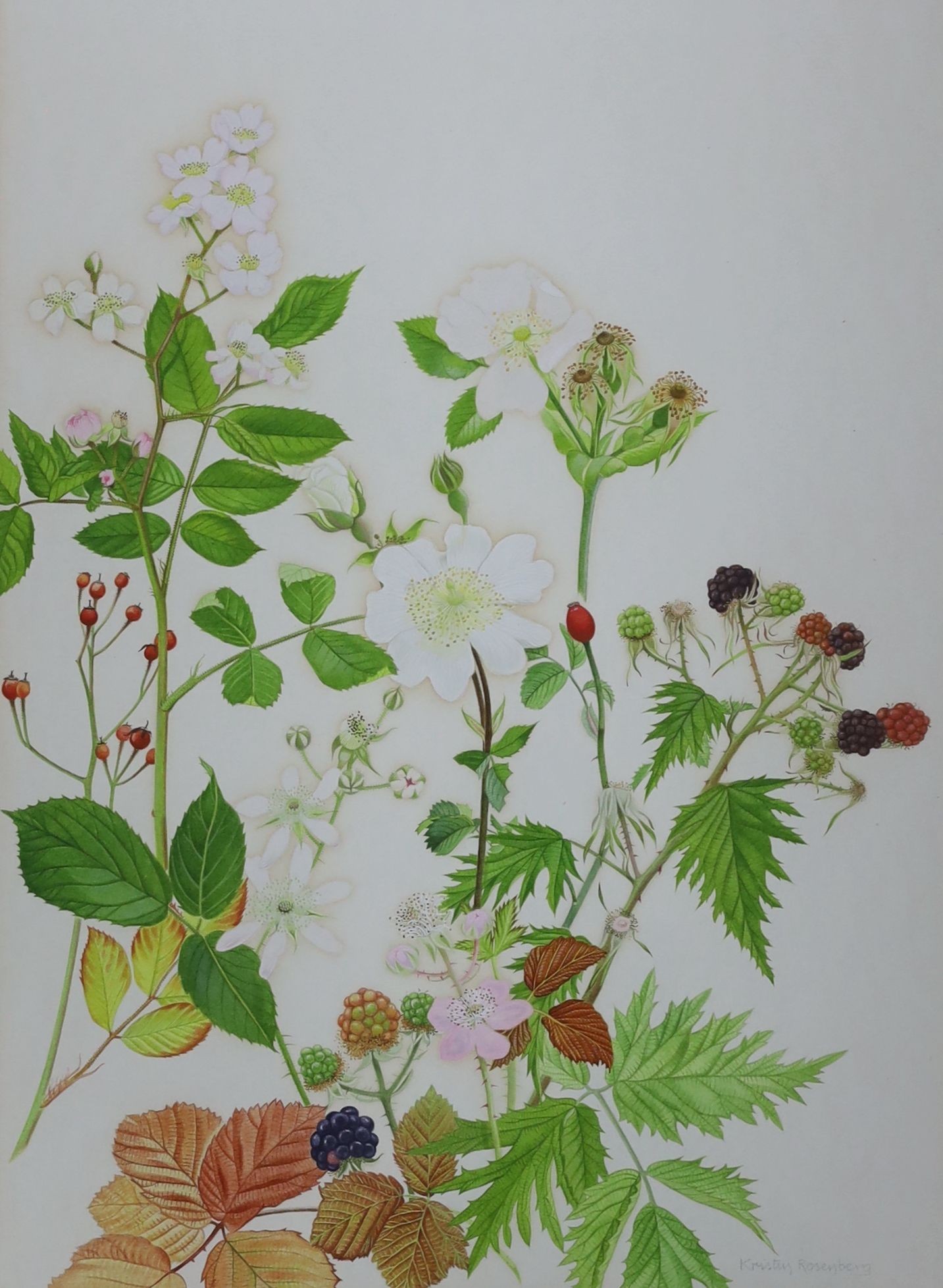 Kristen Rosenberg (b.1933). pair of watercolour drawings, Blackberries, hips, sweet briar and roses, signed, 37 x 26cm